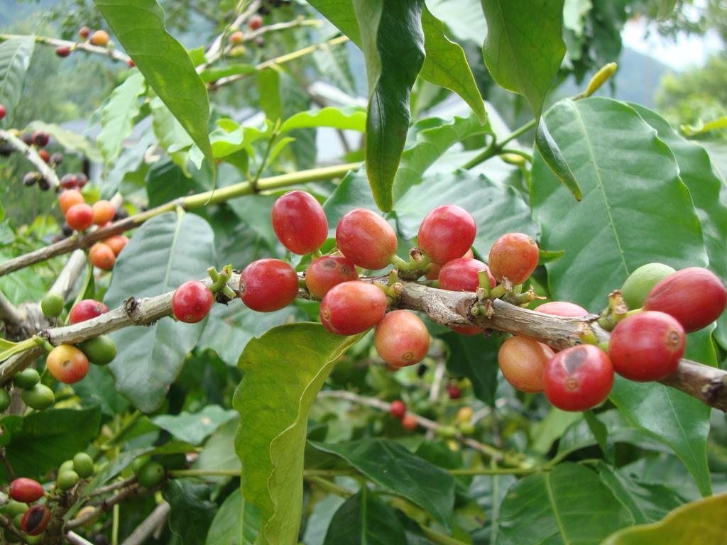 Taroko Sialin Coffee Farm Homestay Xiulin Eksteriør billede