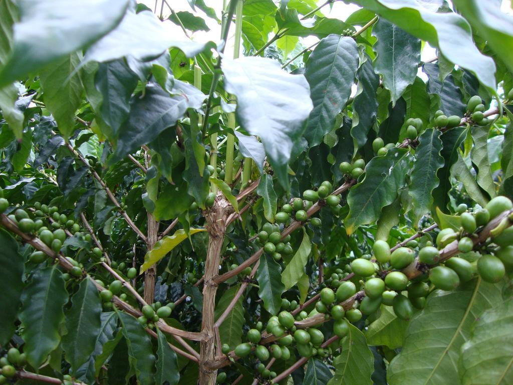 Taroko Sialin Coffee Farm Homestay Xiulin Eksteriør billede