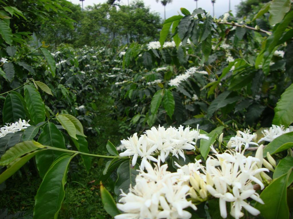 Taroko Sialin Coffee Farm Homestay Xiulin Eksteriør billede